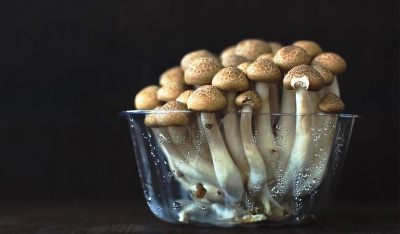 мицелий грибов